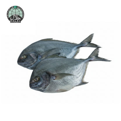 Picture of Fresh Black Pomfret
