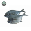 Picture of Fresh Black Pomfret