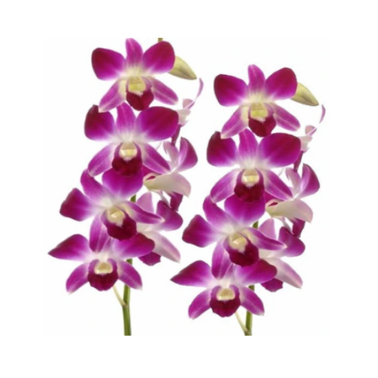 Picture of Orchid Flower