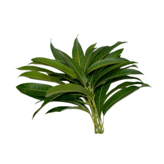 Picture of Mango Leaves (Ma Ilai)