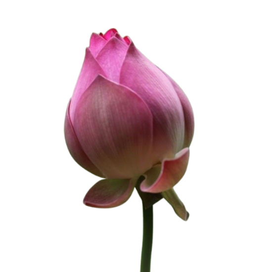 Picture of Fresh Lotus