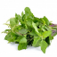 Picture of Thulasi Leaves