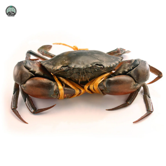 Picture of Live Mud Crab Fresh (Medium)