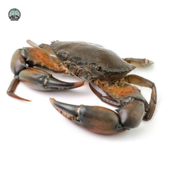 Picture of Live Mud Crab Fresh (Large)