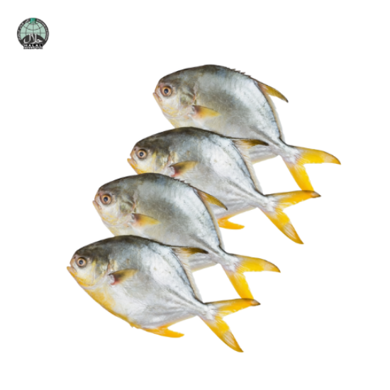 Picture of Fresh Golden Pomfret (Cut and Clean)