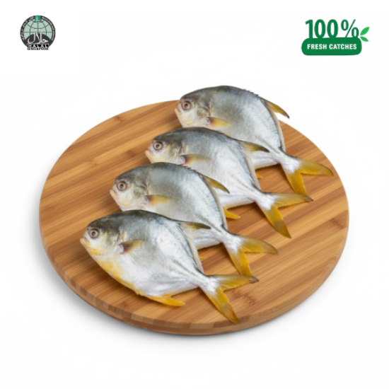 Picture of Fresh Golden Pomfret