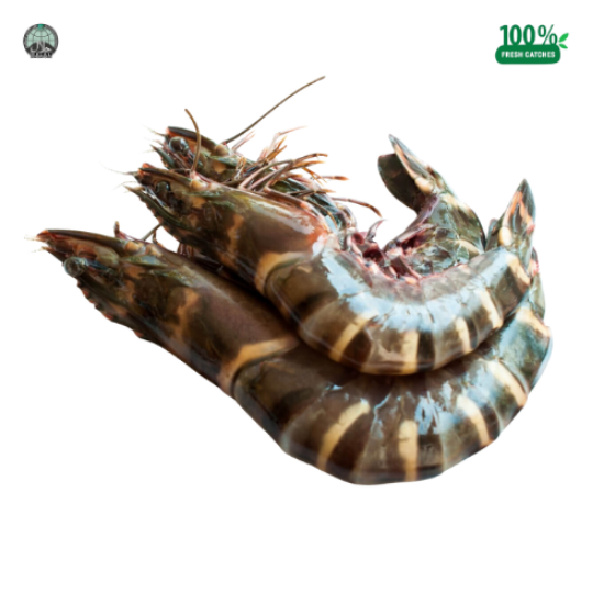 Picture of Tiger Prawns Large