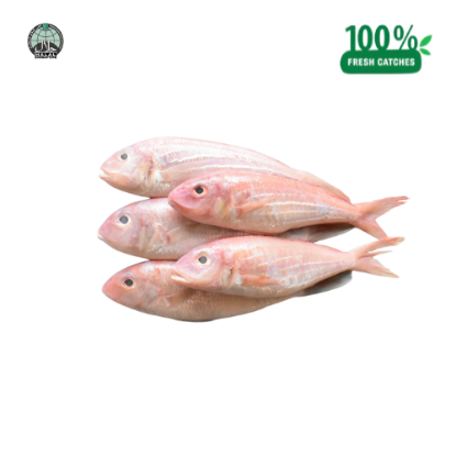 Picture of Fresh Angoli Fish (Cut and Clean)