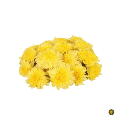 Picture of Fresh Yellow Chrysanthemum (Samanthi) Loose Flowers
