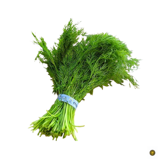 Picture of Fresh Herbs Dill Leaves