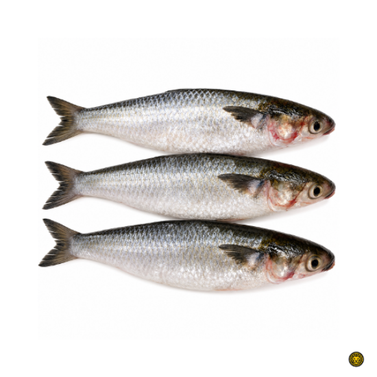 Picture of Fresh Black Mullet Fish (Cut and Clean)